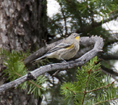 Yellow rumped Warbler 2591